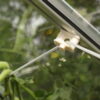 Vitavia Screwhooks (10 pieces) - Image 2